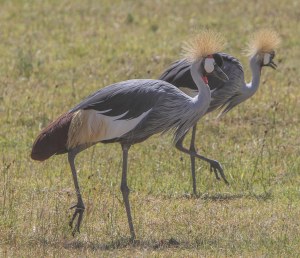 Arican Crowned Crane