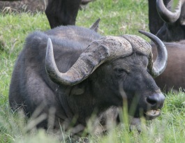 Cape buffalos are the most dangerous of the big 5.