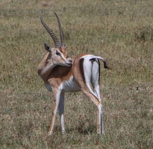 Grand Gazelle.  They do not need watering holes, as they lick the dew off the grass.