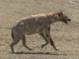 Hyena stalks preyl  They have jaws strong enough to crunch bones.