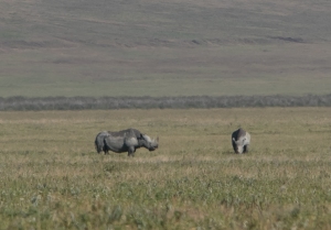 Black rhino, which is hard to find.  These two were  far away but we're lucky to have seen them